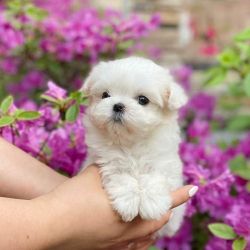 Bolt – Handsome White Male AKC Maltese Puppy