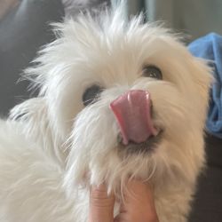 Young healthy Maltese for sale