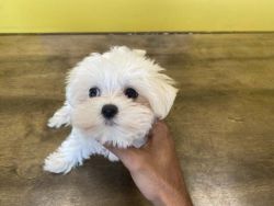 Charing maltese x puppies ready now