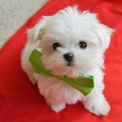 bluffy Maltese puppies x now