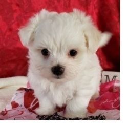 longhair miniature AKC Maltese puppies available.