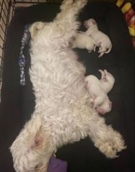 Maltese Puppies Available For Rehoming