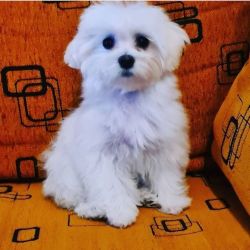 Fluffy Maltese puppies for sale