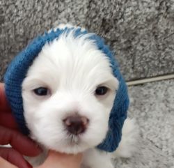 Beautiful Toy Maltese Males Registered