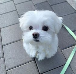 Gorgeous Maltese for sale