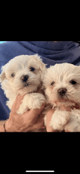 AKC Maltese puppies