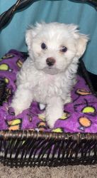 9 Maltese puppies male and female