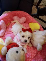 Time to Find True Puppy Love! Tea Cup Maltese