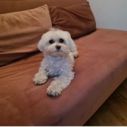 Healthy Maltese puppies for sale