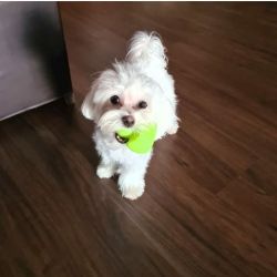 Healthy Maltese for sale