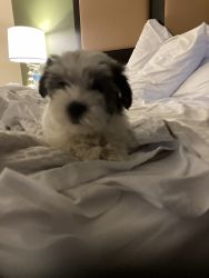 4 Yorkie/Maltese puppies for sale