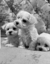 Adorable × Maltese puppies
