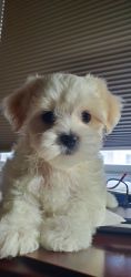 maltese puppy name Kona