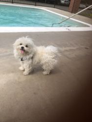 One year old Maltese for sale