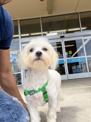 Maltese puppy in LA