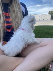 White Male Maltese Puppy Needs A New Home