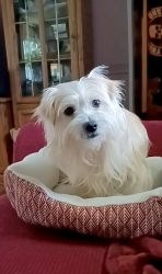 3 year old Maltese looking for new home