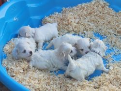 Maltese Puppies 4 sale