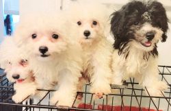 Maltese and bichon mix 3 months old for sale