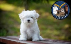 Top most quality Maltese puppies for sale in Bangalore