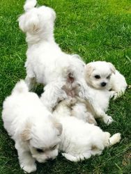 3 Maltese puppy’s ready for new home !!!