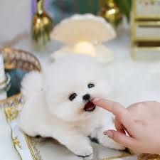Korean bloodline Maltese Puppies for sale 2x Females remaining.