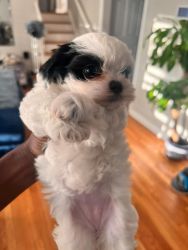 Maltese mix with shipoodle pups for sale