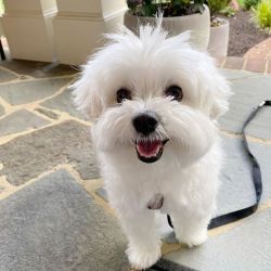 KC Reg Adorable male and female Maltese puppies available