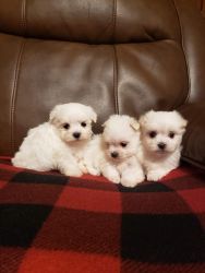 Very Small Maltese A.K.C. Puppies For Sale