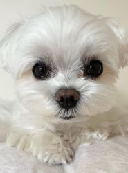 Adorable Maltese puppies for adoption