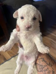 Maltese/bichon puppies for sale