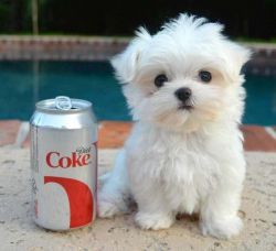 Miniature Maltese Puppies Available