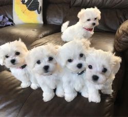 Top Maltese puppies