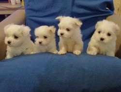 Beautiful pure white maltese puppies
