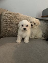 I have two male Maltese puppies three months old ready for their fore