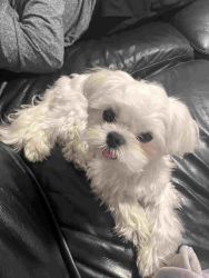 Maltese puppy for sale classified