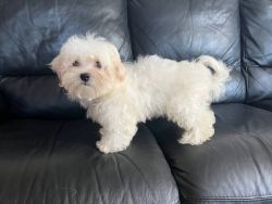 Maltese Puppies For Sale