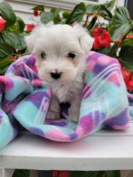 Miss Ella-Toy Maltese House Trained
