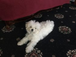 Gorgeous maltese puppy