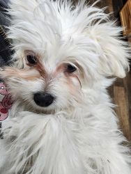AKC Maltese male 4 months old