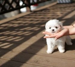 Cute Teacup Korean Bloodlines Maltese Puppies for sale