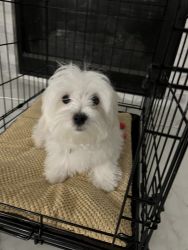 Maltese fully vaccinated 19 weeks micro chip