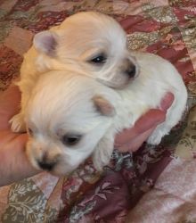 Maltese A.K.C. Purebred Puppies For Sale