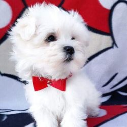 Maltese Puppies Available