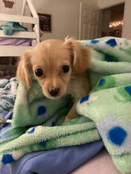 Rescue puppy needs a home