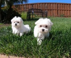 Lovely Maltese Puppies for sale