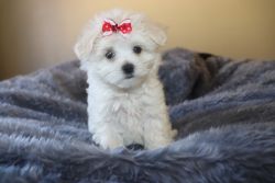 Adorable Maltese Puppies REDUCED price