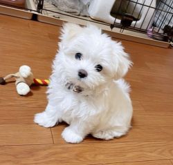 11 weeks old Maltese puppies available