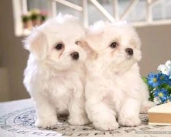 Super Adorable Teacup Maltese Puppies
