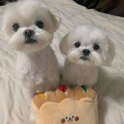 Awesome T-Cup Maltese Puppies Available
